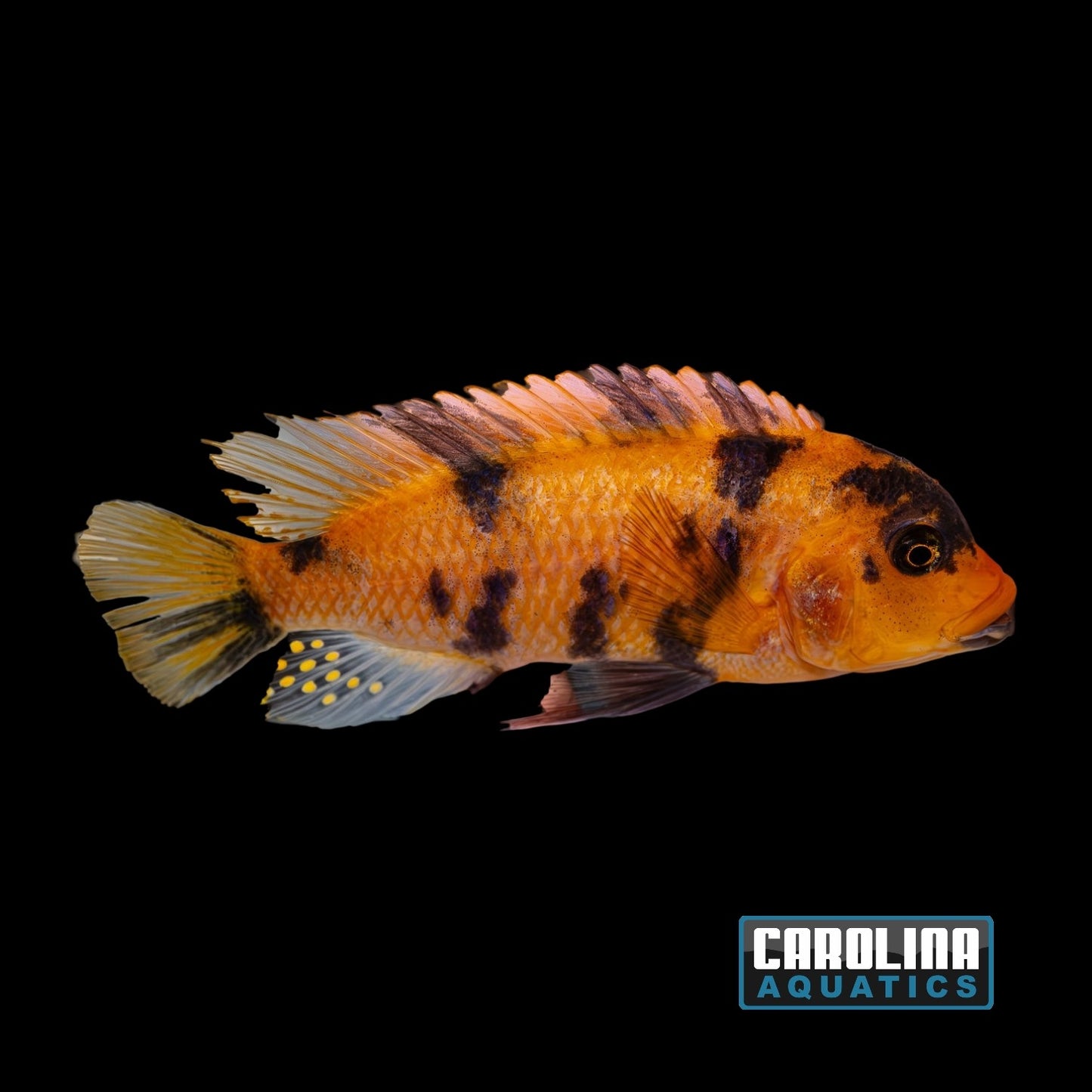 African - Zebra Red Blotch