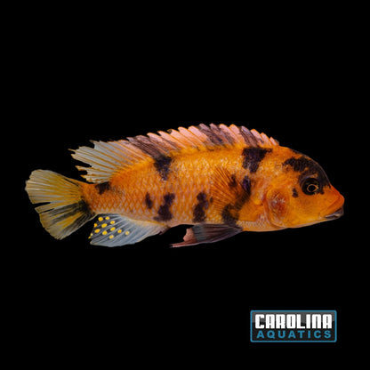 African - Zebra Red Blotch