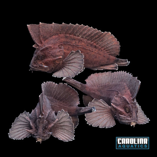 Misc - Leaf Waspfish Freshwater 2.5-3in