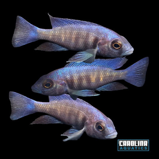 African - Star Sapphire Phenochilus 2in