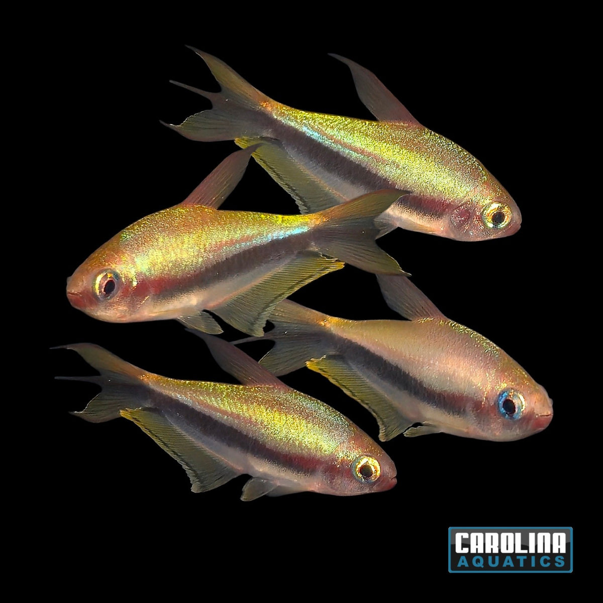 Tetra - Emperor Wild