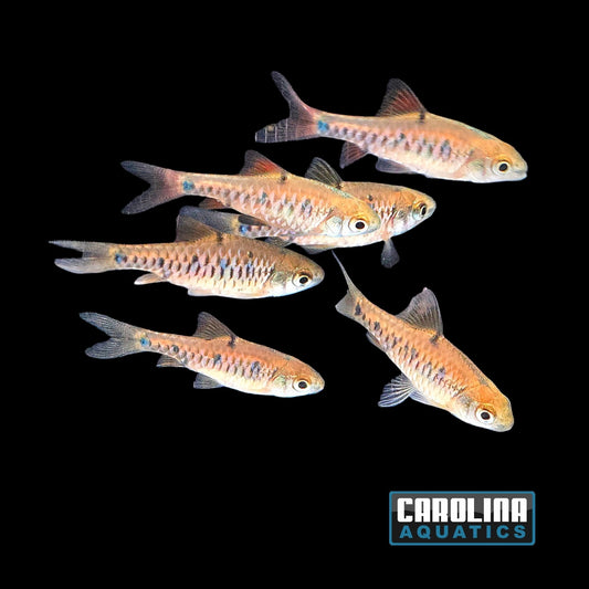 Barb - Checkerboard