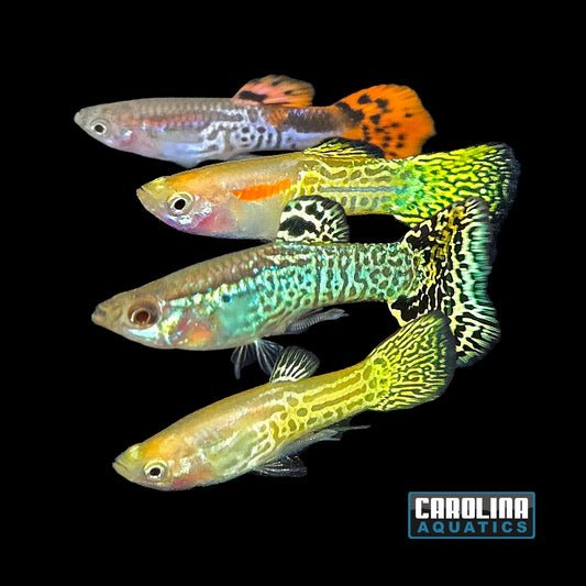 Guppy - Cobra Asst