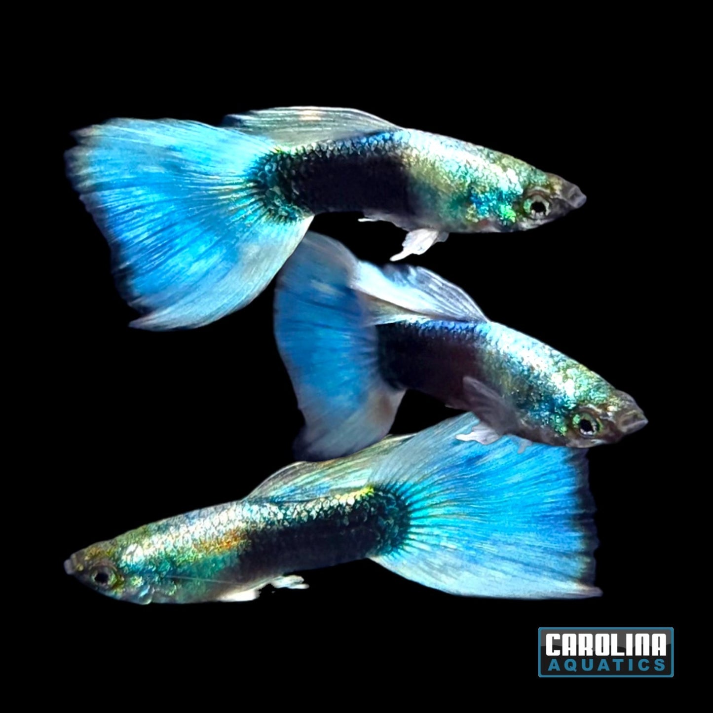 Guppy - Ice Blue Tux