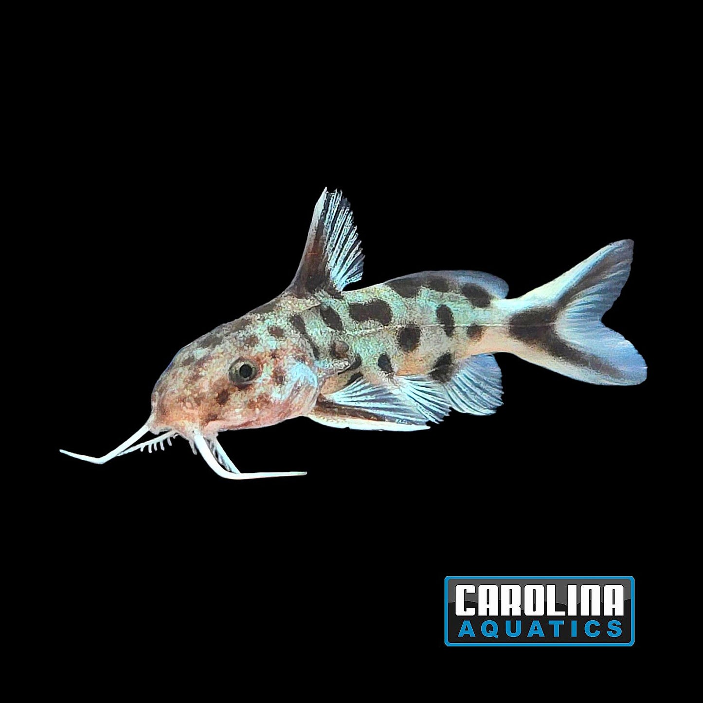 Catfish - Synodontis polli TR 1in
