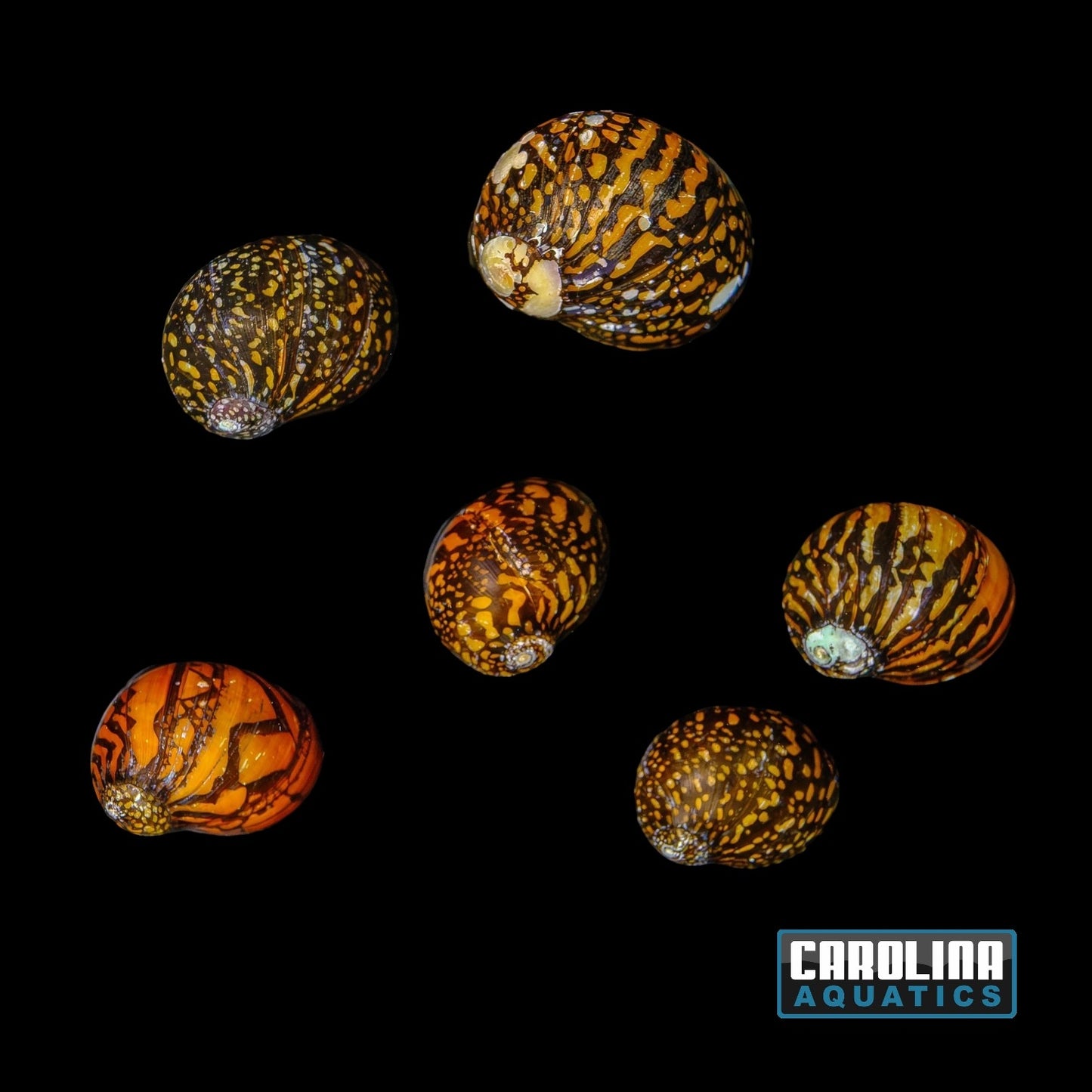 Invert - Snail Batik Nerite