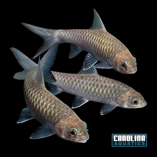 Misc - Blue Giant Mahseer 5-6in