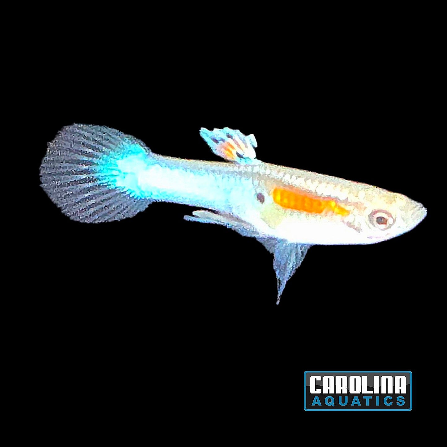 Guppy - Endler Royal Blue