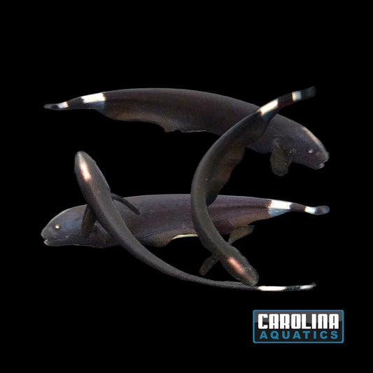 Misc - Black Ghost Knifefish