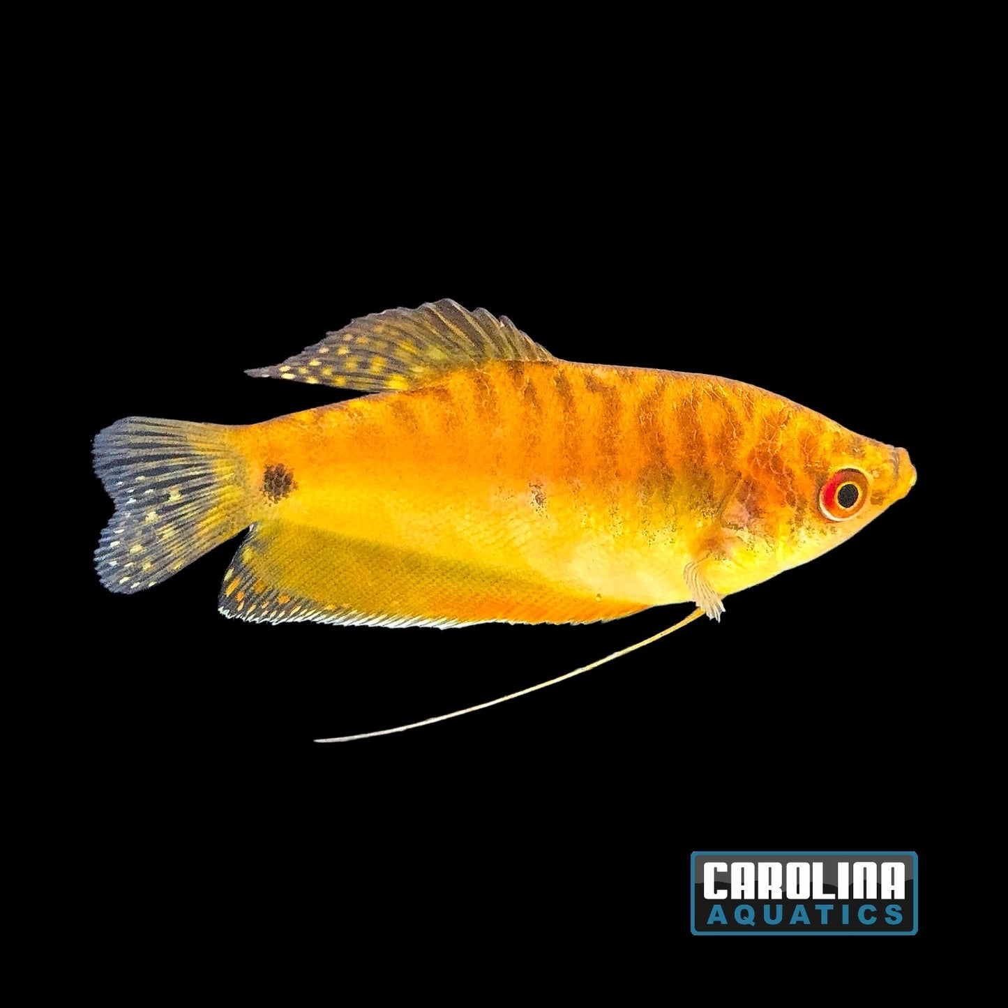 Gourami - Gold