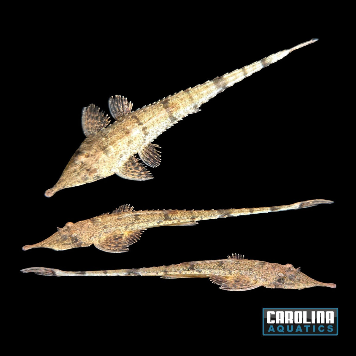 Catfish - Whiptail Pinocchio Lg