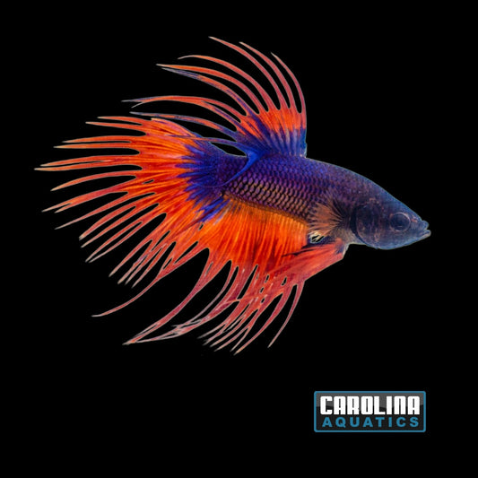 Betta - Crowntail Male