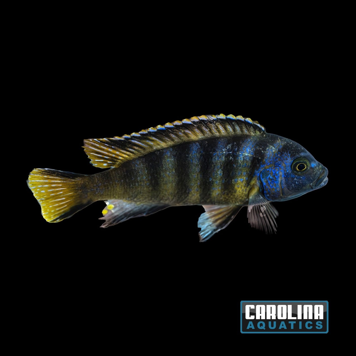 African - Elongatus M/L