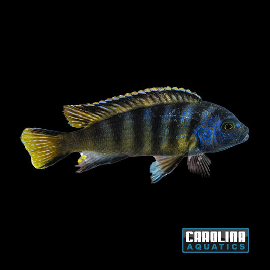 African - Elongatus M/L