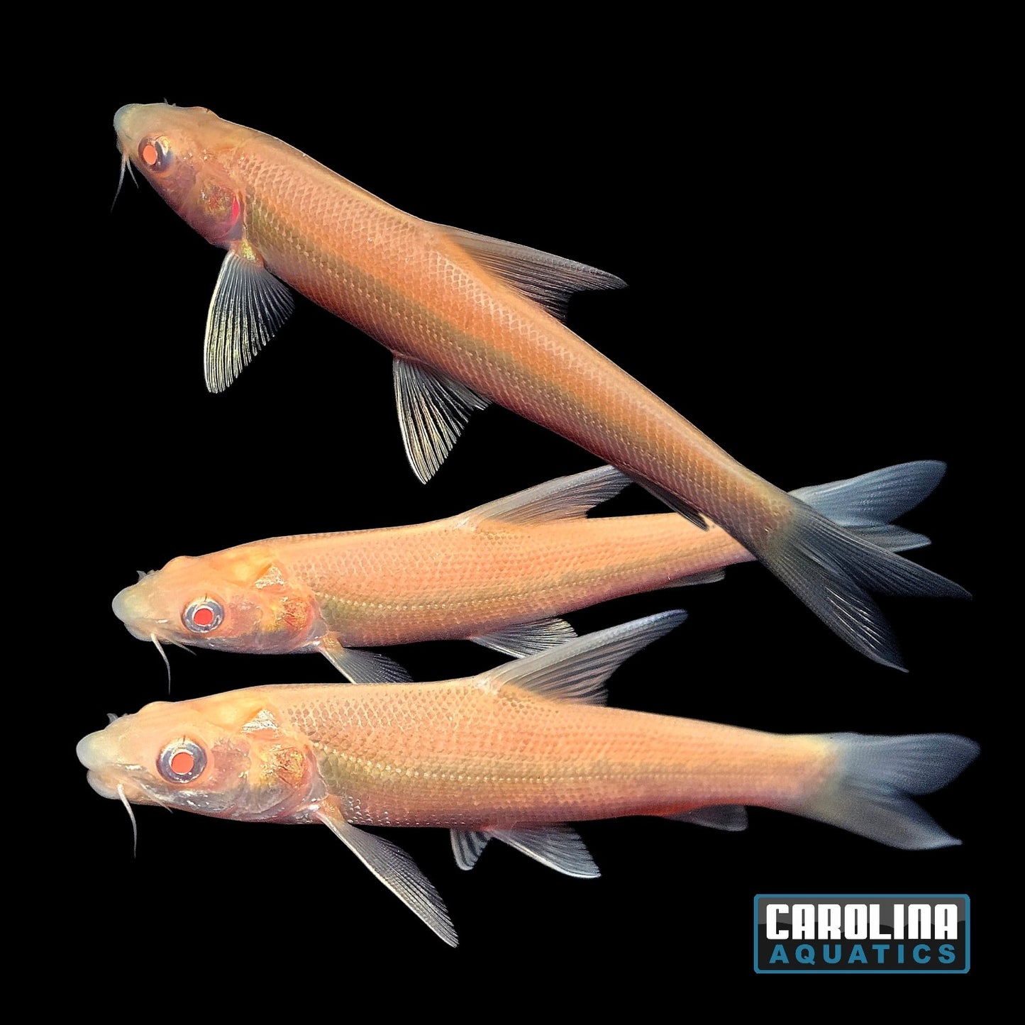 Misc - Aral Barbel Albino M/L