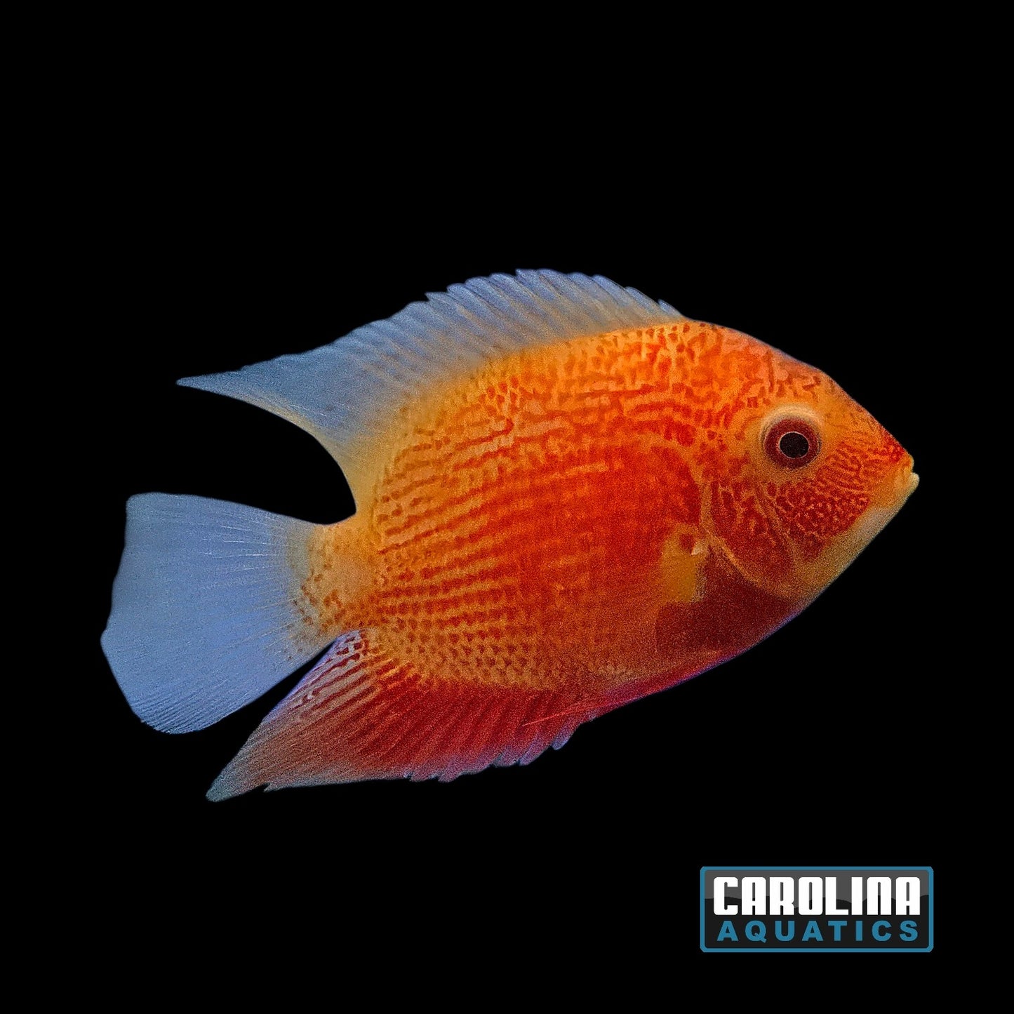 Cichlid - Severum Super Red XL 5in