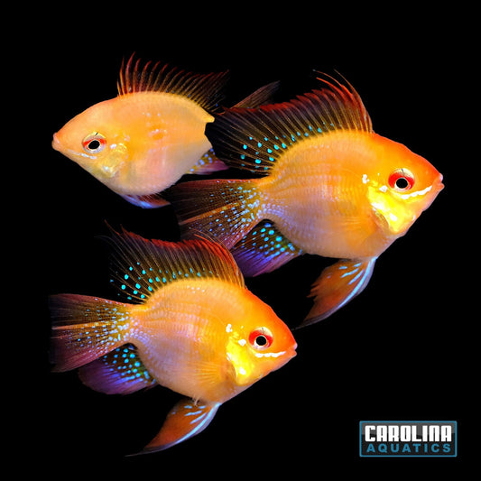 Cichlid - Ram Gold Balloon Med