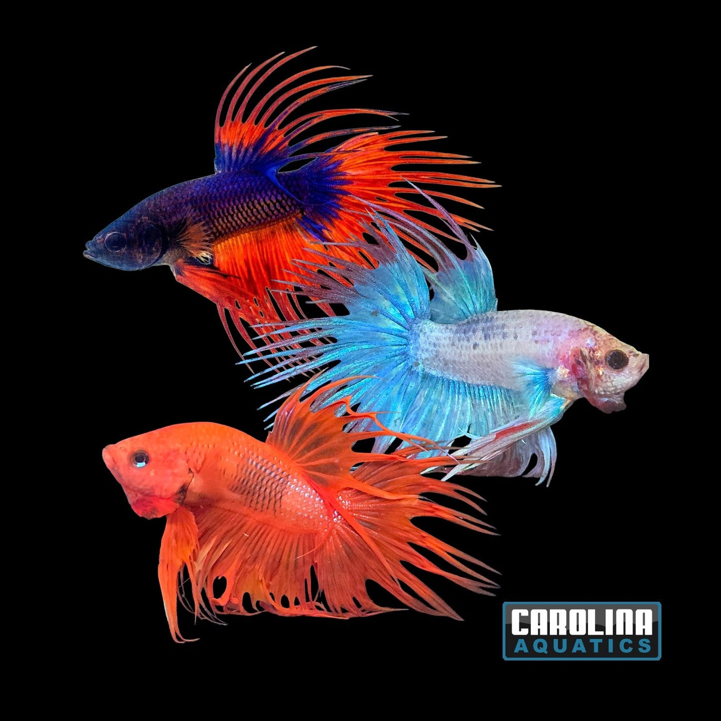 Betta - Crowntail Male