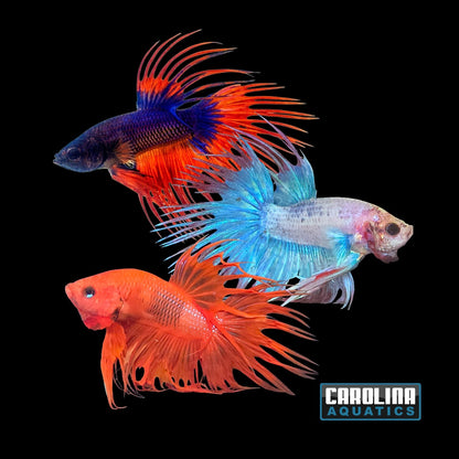 Betta - Crowntail Male