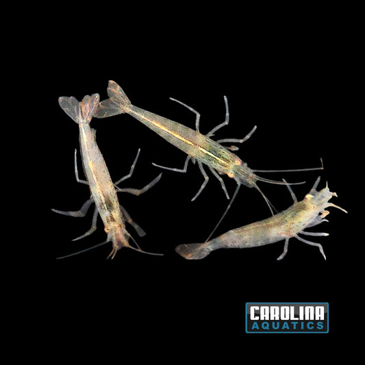 Invert - Shrimp Amano M/L