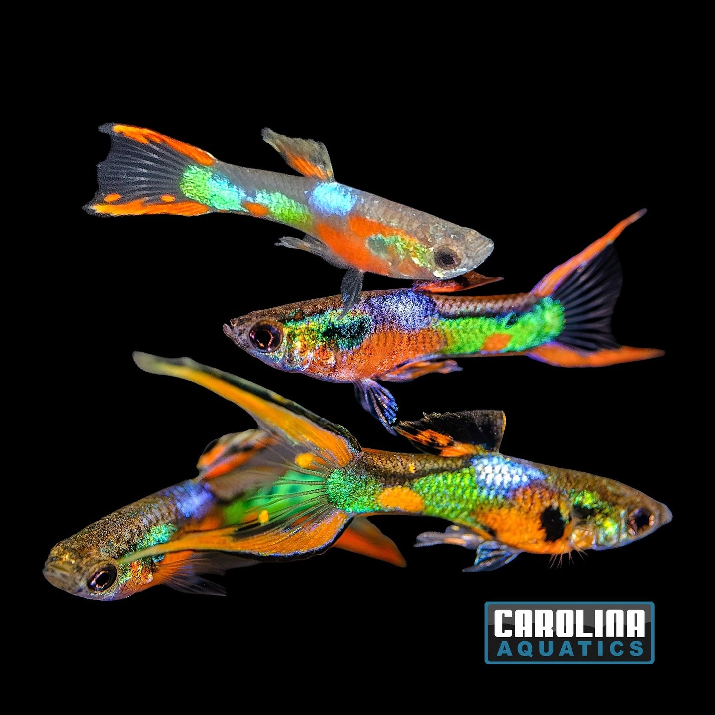 Guppy - Endler K33