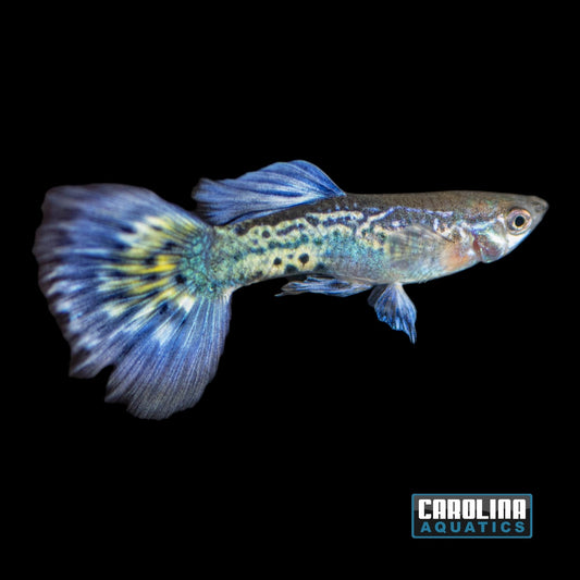 Guppy - Elephant Ear Tiger