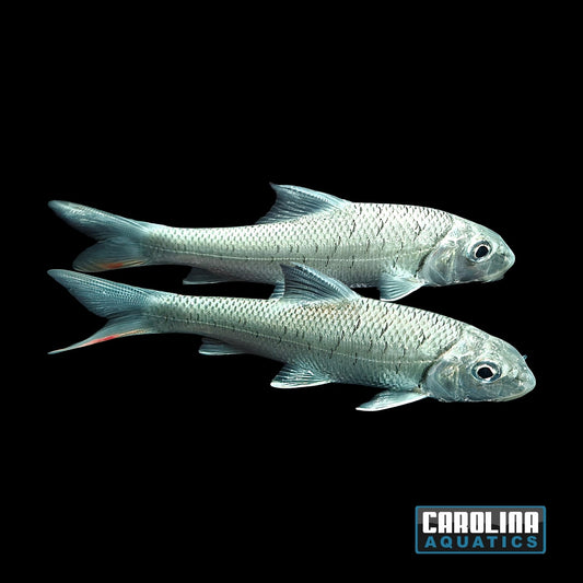 Misc - Salween Giant Carp Med