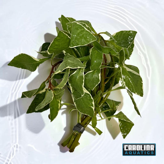 Ludwigia Cuba White