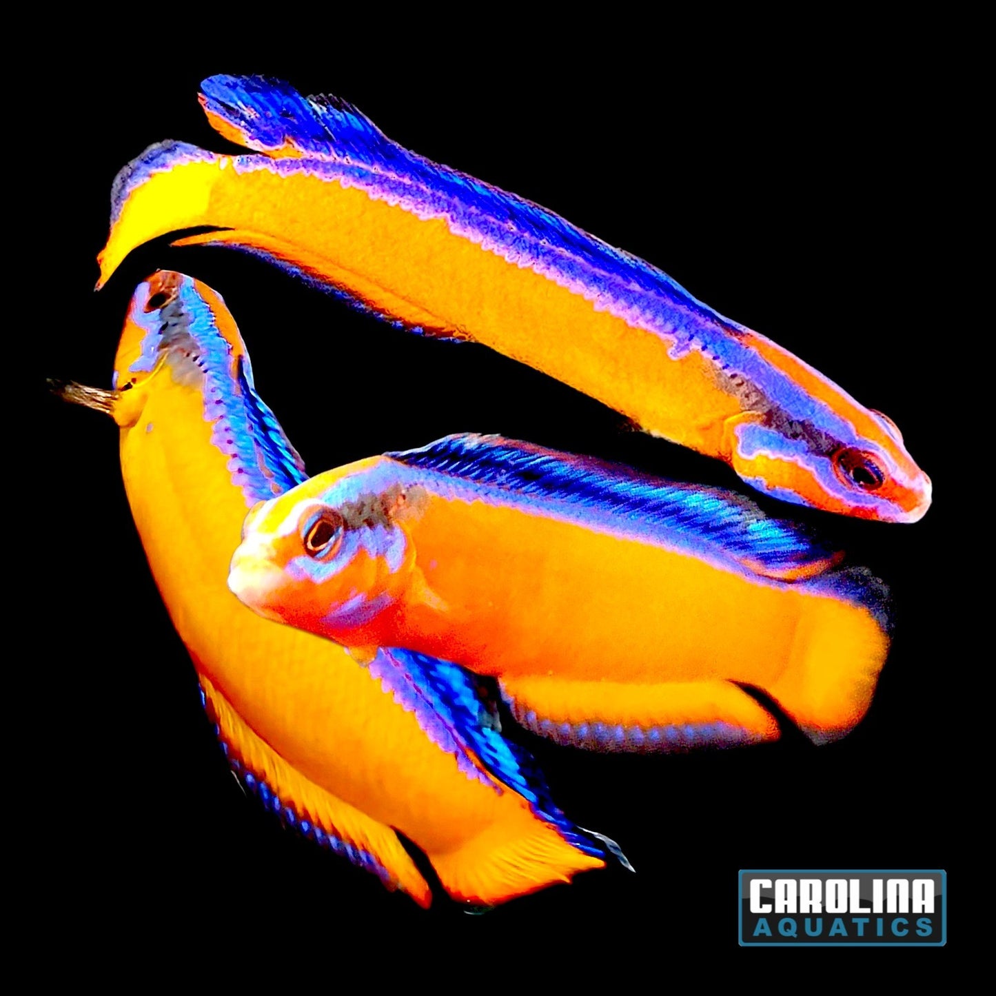 Dottyback - Neon T.R.