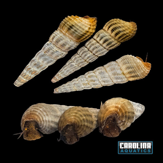 Invert - Snail Himalayan Rabbit