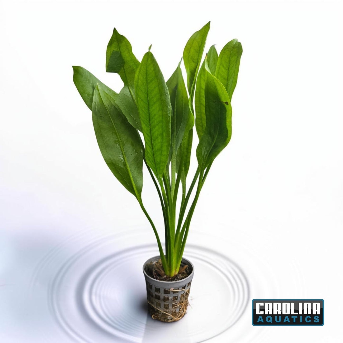 Sword Amazon Potted