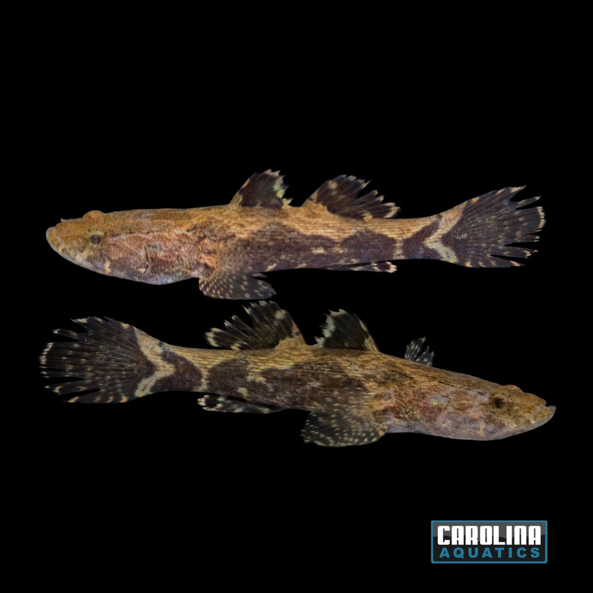 Misc - Goby Marble Sleeper M/L