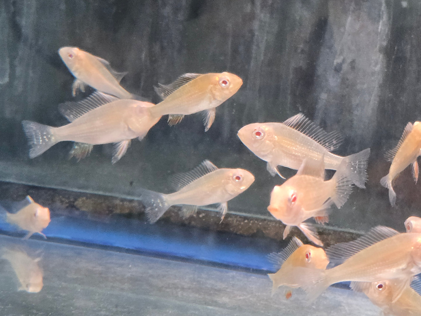 Cichlid - Heckelii Albino 1.5in