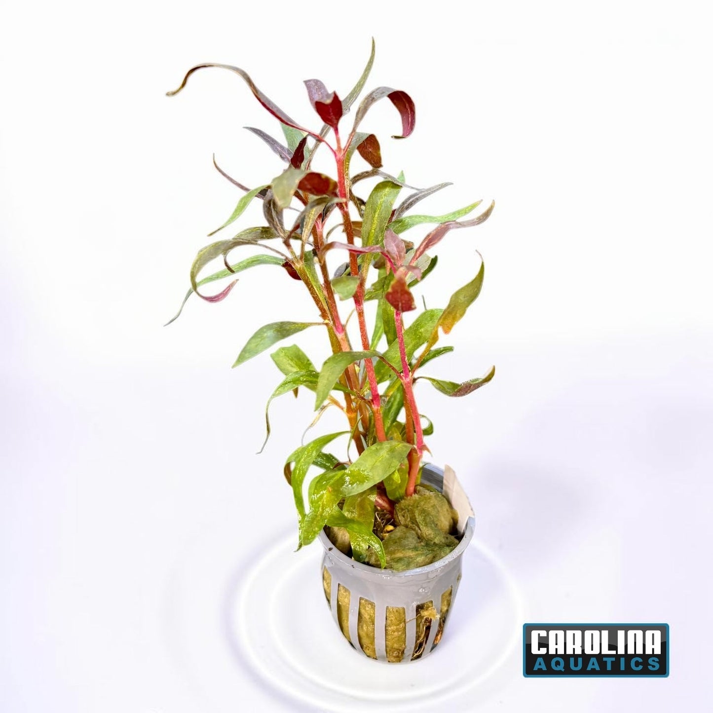 Telanthera Potted