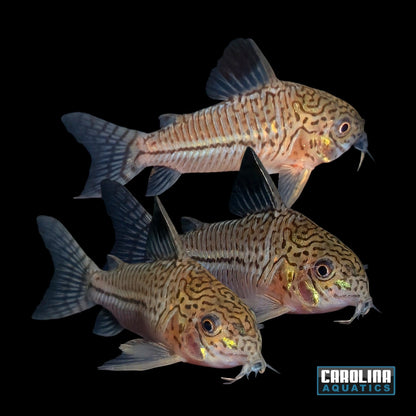 Cory - Julii Lg