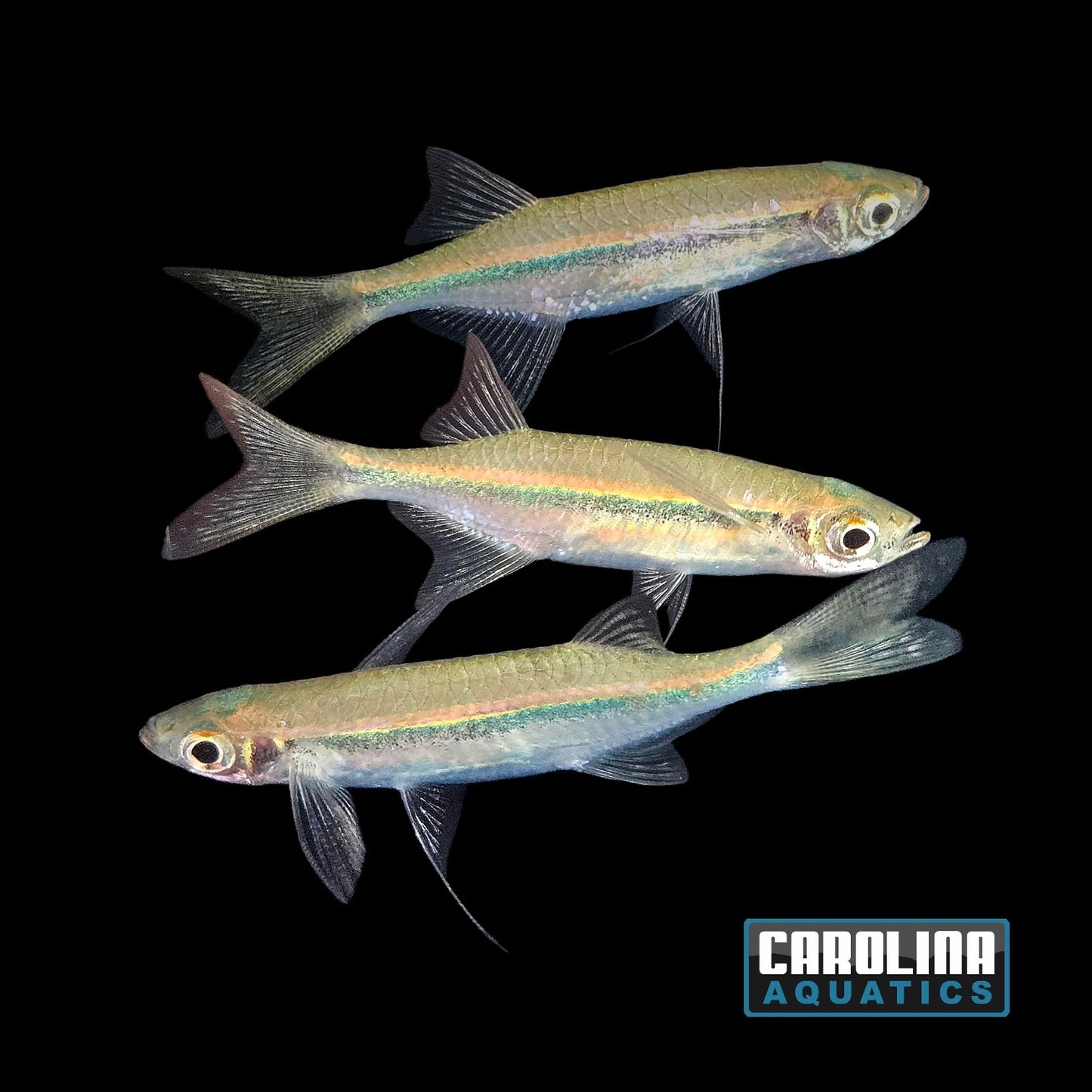 Danio - Malabar Hatchet Med