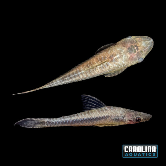 Catfish - Oto Giant 'Robocop' XL