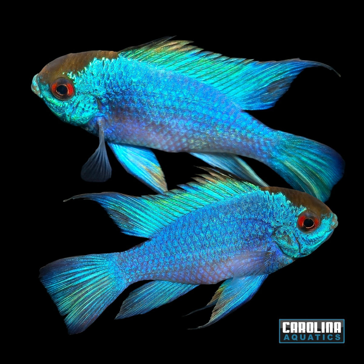 Cichlid - Ram Electric Blue JBO