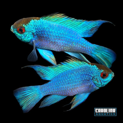 Cichlid - Ram Electric Blue JBO