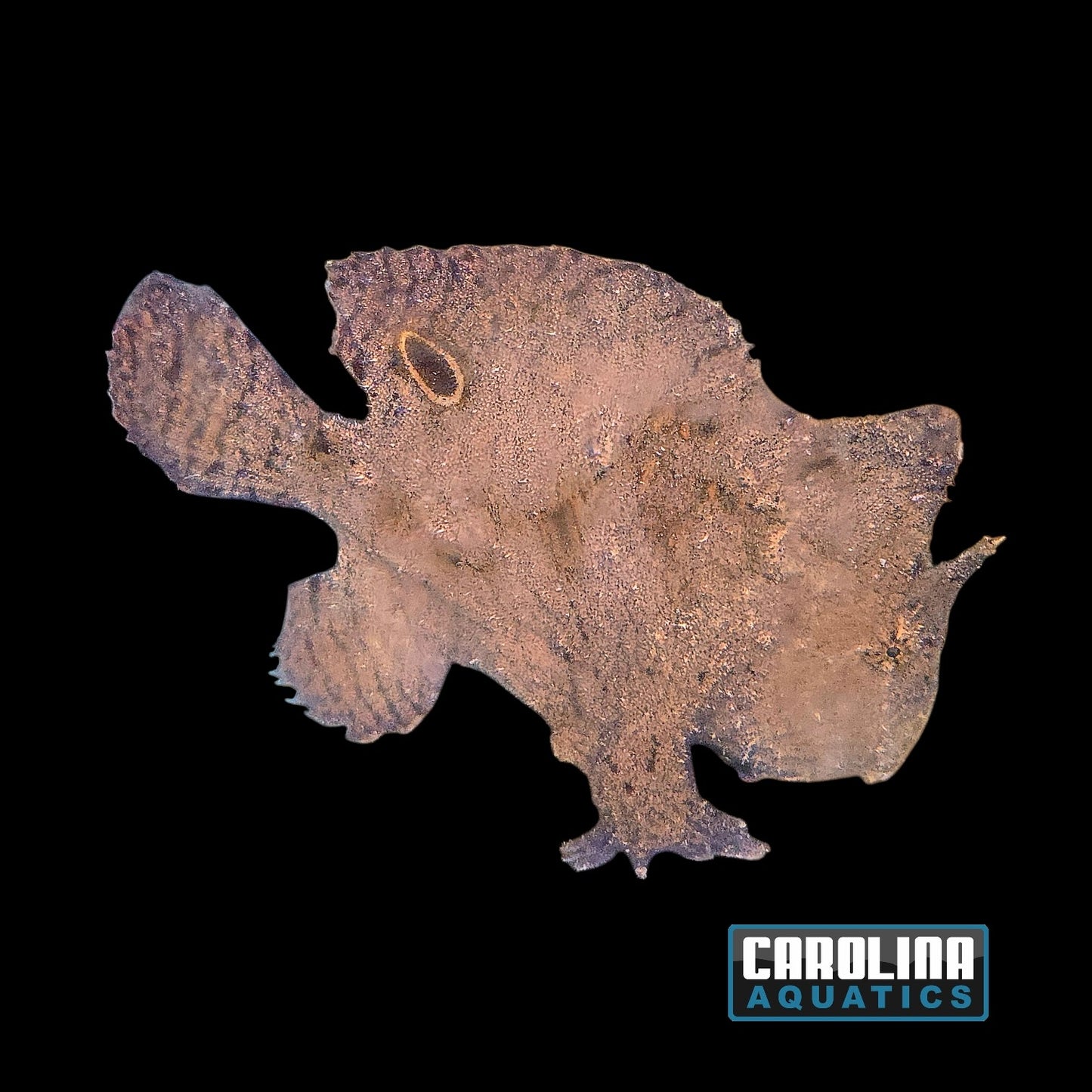 Misc - Frogfish Freshwater Lg