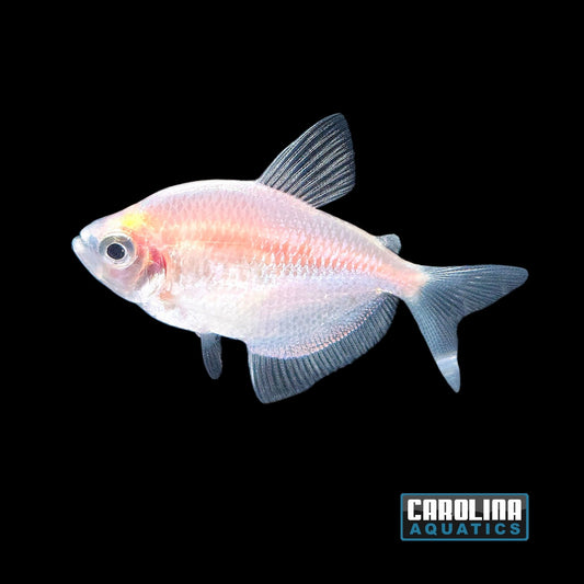 Tetra - White