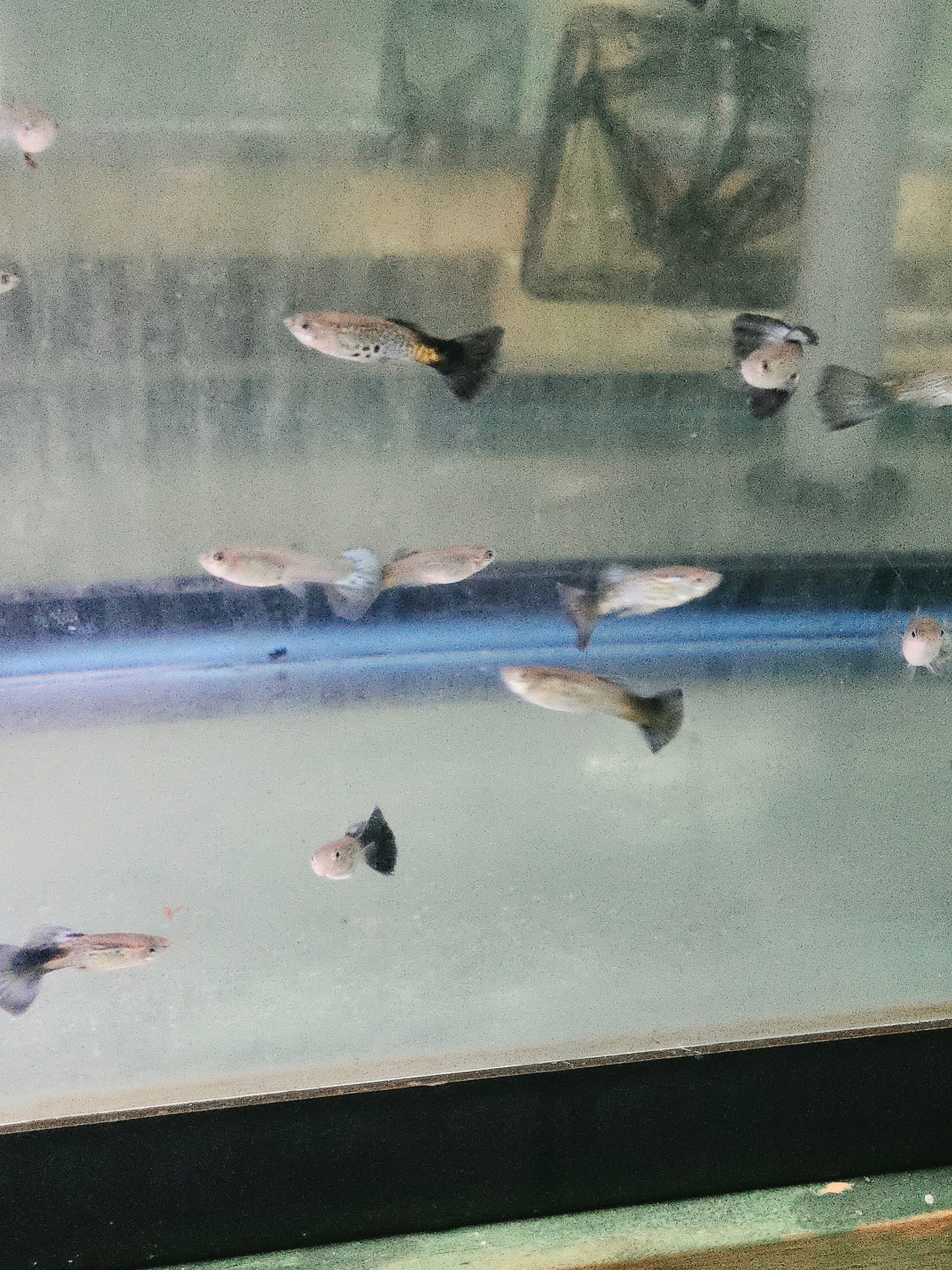 Guppy - Cobra Blue
