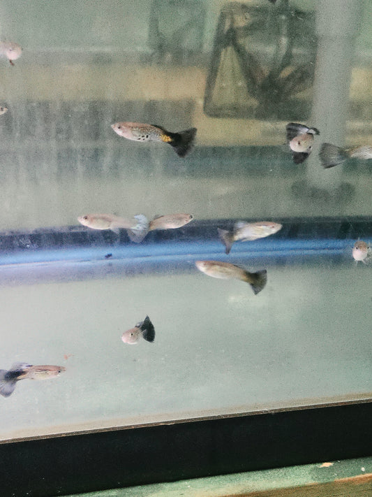 Guppy - Cobra Blue