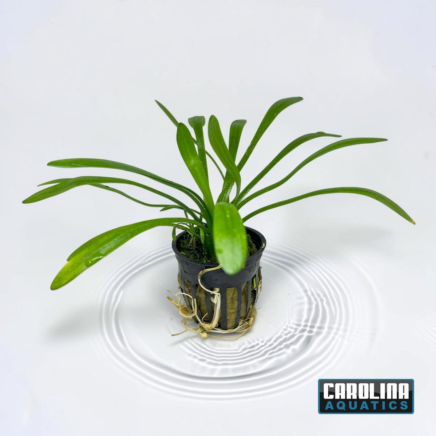 Sagittaria Dwarf Potted
