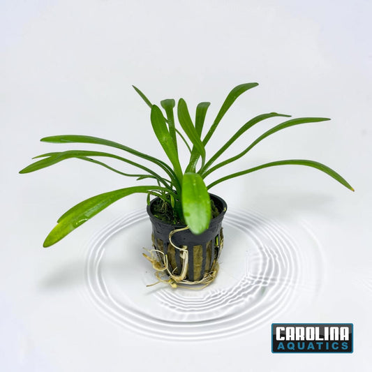 Sagittaria Dwarf Potted