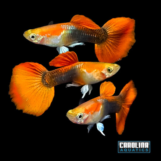 Guppy - Blonde Red Tux