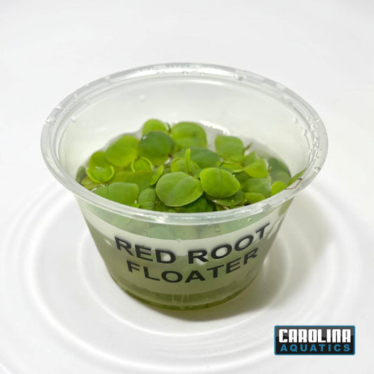 Red Root Floater Portion