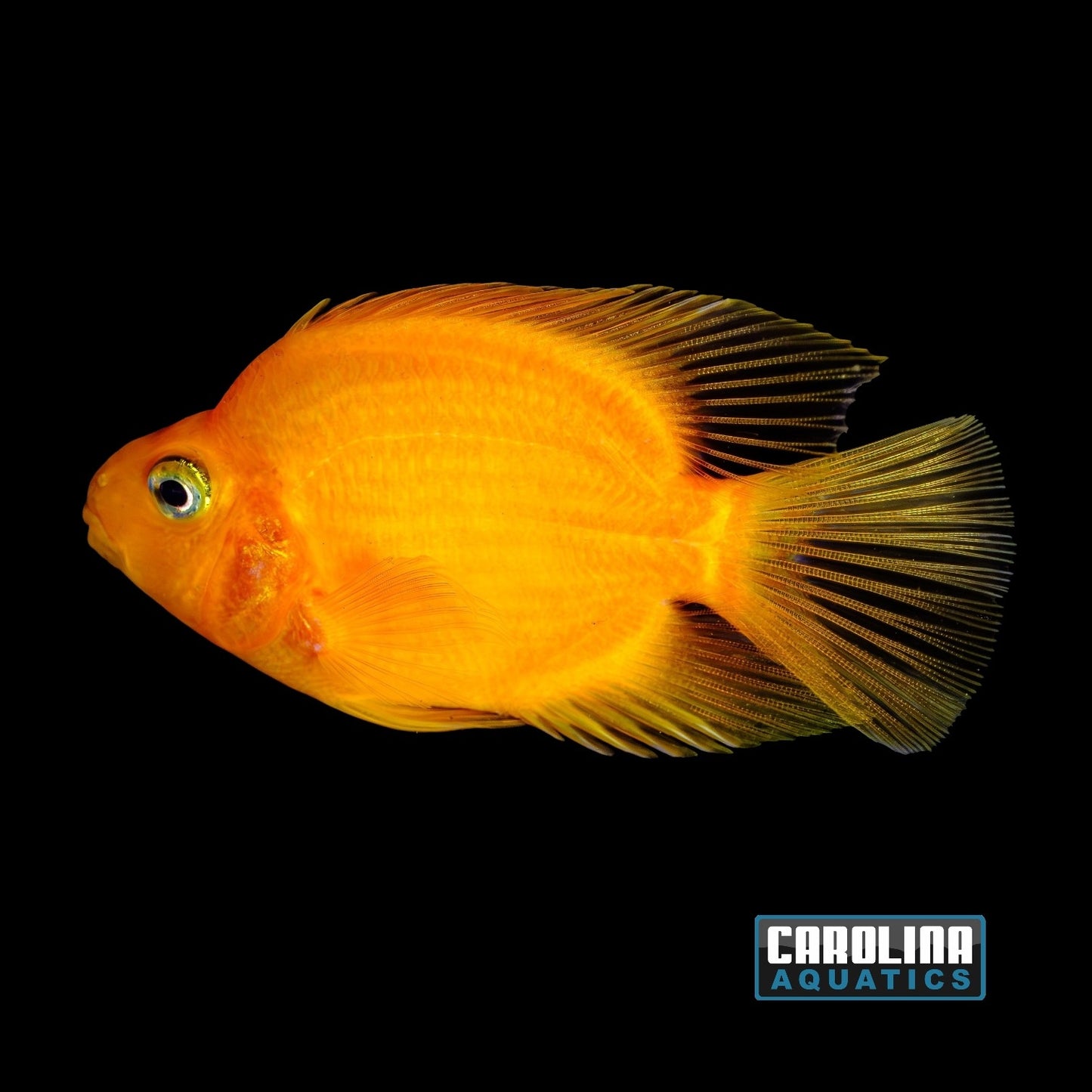Cichlid - Parrot Yellow Med