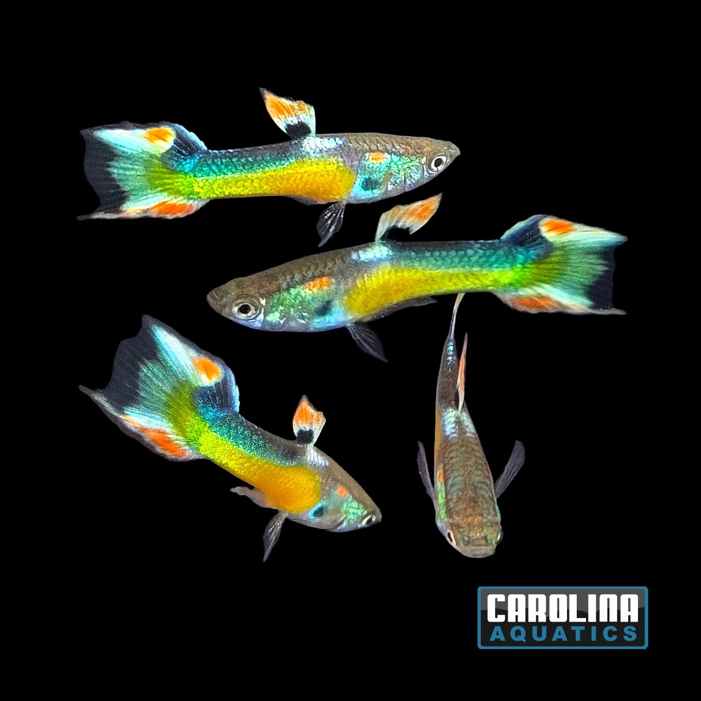 Guppy - Endler Yellow Tux
