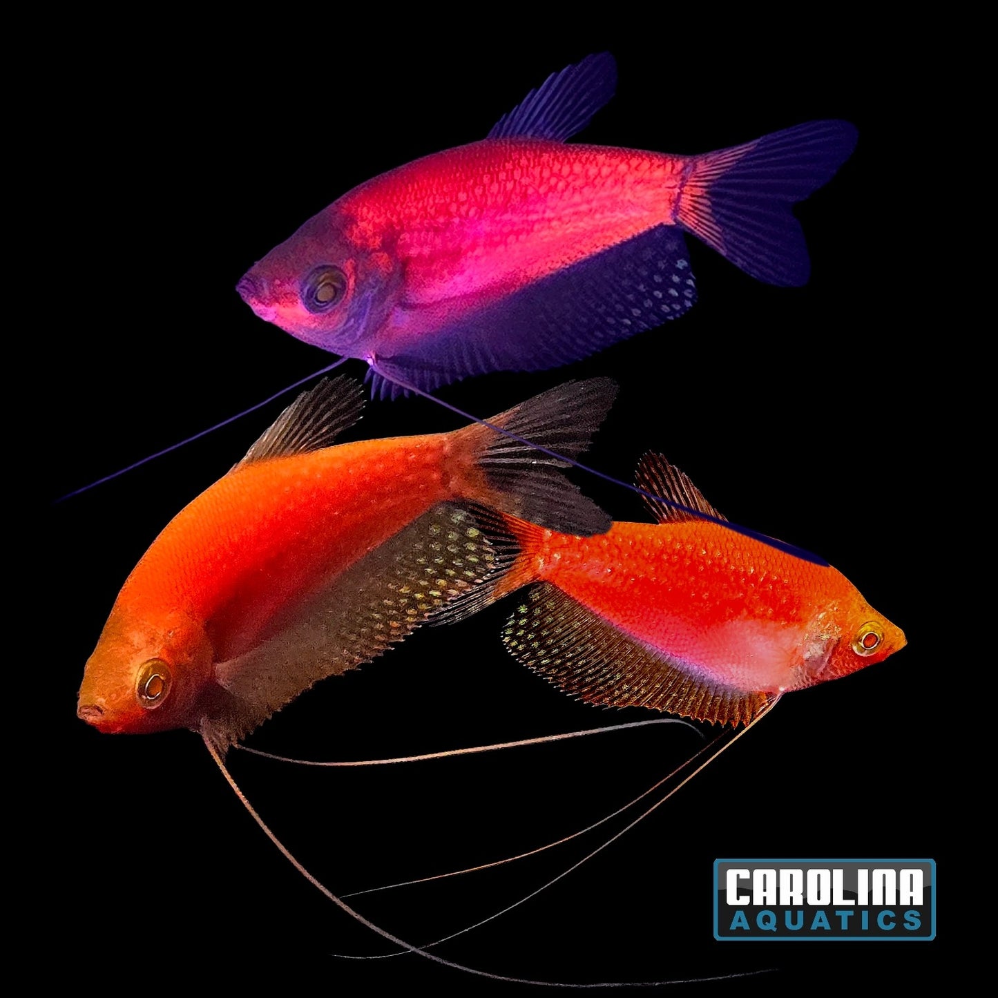 GloFish® - Pearl Gourami Starfire Red